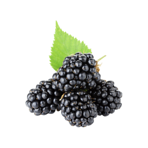 Ожина культивована