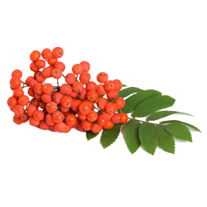 Червона горобина