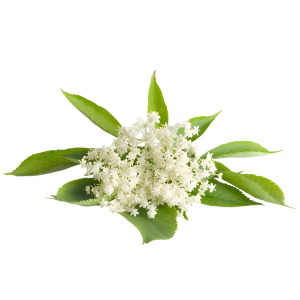 Цвіт бузини