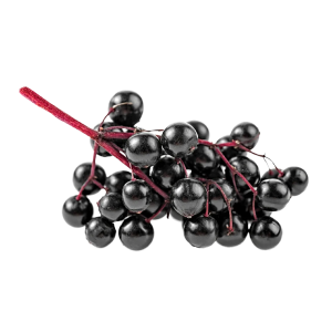 Ягоди бузини